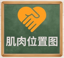 肌肉位置图